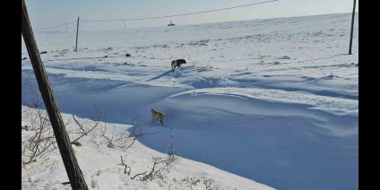 Adilcevaz'da başıboş sokak köpekleri korku saçıyor