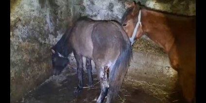 Kars'ta 15 atı ayaklarından vurdular