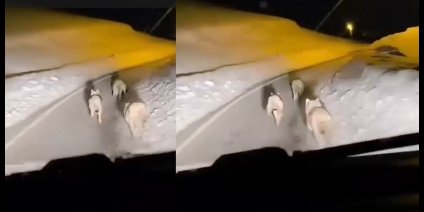 Geçitli köyüne inen kurt sürüsü görüntülendi