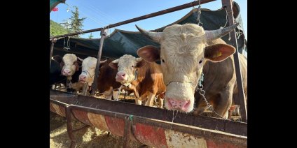 Erzincan'da 'Besilik Erkek Sığır Desteği' başvuruları başladı