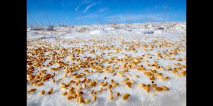 Malatya Darende'de yaban hayvanları için doğaya yem bırakıldı