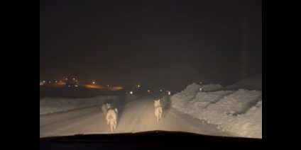 Yüksekova'da aç kalan kurt sürüsü köy yoluna indi