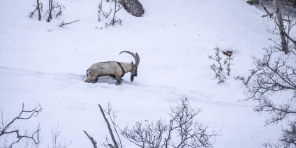 Fotoğrafçılar ve belgeselciler Tunceli kırsalında yaban keçilerinin izini sürüyor