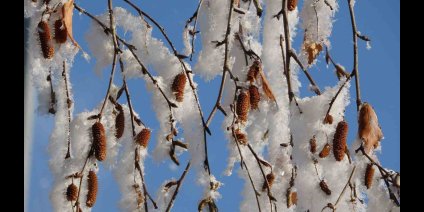 Ardahan'da Sibirya soğukları devam ediyor