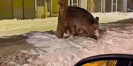 Kar ve soğuk etkisi: Yaban domuzları Patnos ilçe merkezine indi