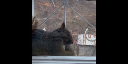 Aç kalan sincaplar pencerelere misafir oluyor