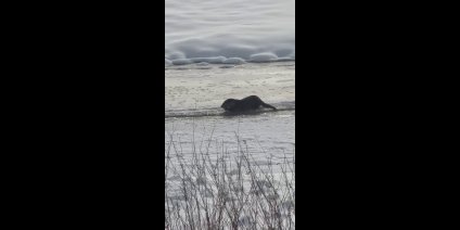 Murat Nehri'nde su samurları görüntülendi