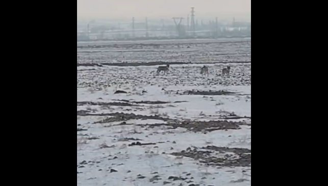 Aç kalan kurt sürüsü Iğdır ovasına indi