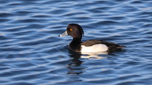 Ağrı Dağı eteklerinde doğada nadir görülen 3 kuş türü görüntülendi
