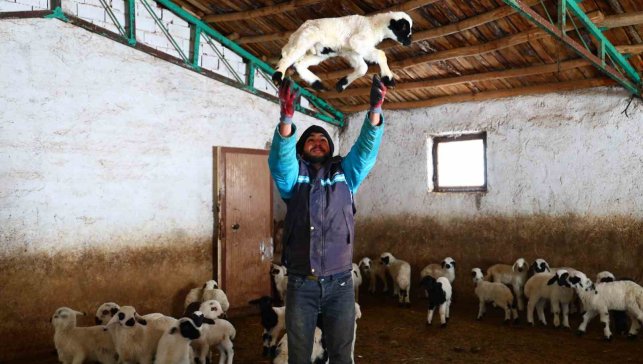 Yeni yıl bereketiyle geldi: Soğuk hava ile birlikte kuzu doğumları arttı