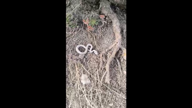 Kış uykusuna yatmayan yılan kameralara yansıdı