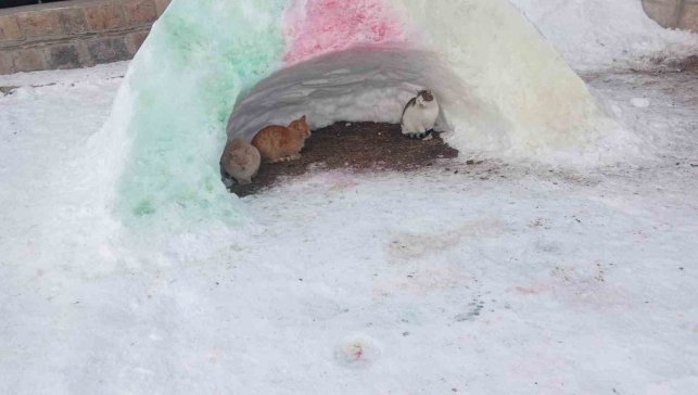 Diyadin'de hayvanlara kardan barınak