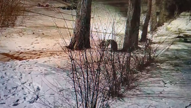 Kars'ta site bahçesinde oyuncu tilkiler görüntülendi