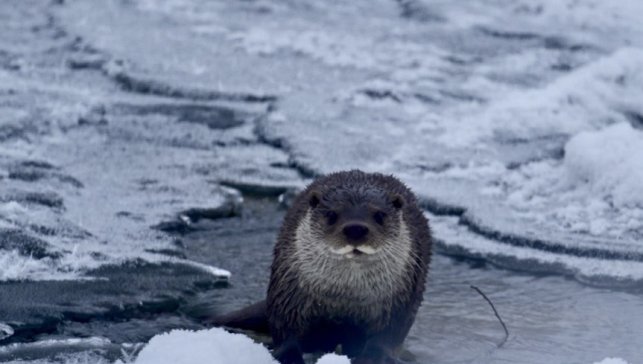 Muş'ta buz tutan Karasu Nehri'nde su samuru görüntülendi