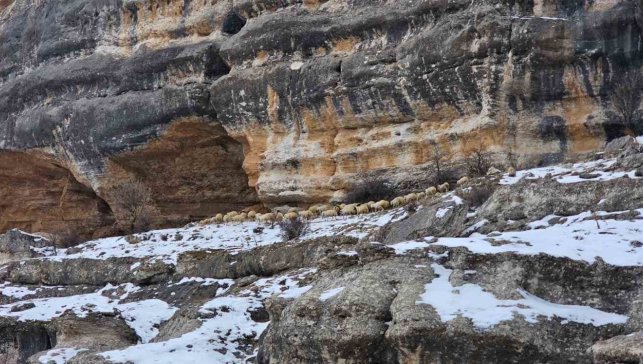 Bin 600 rakımda sürülerin yolculuğu kamerada