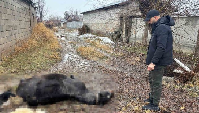 Erzincan'da at ve eşek silahla katledildi