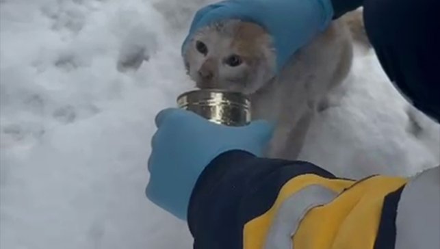 Elazığ'da başı konserve kutusuna sıkışan kediyi sağlık ekibi kurtardı