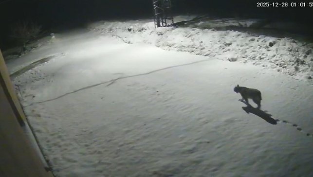 Malatya'da 'vaşak görüntülendi