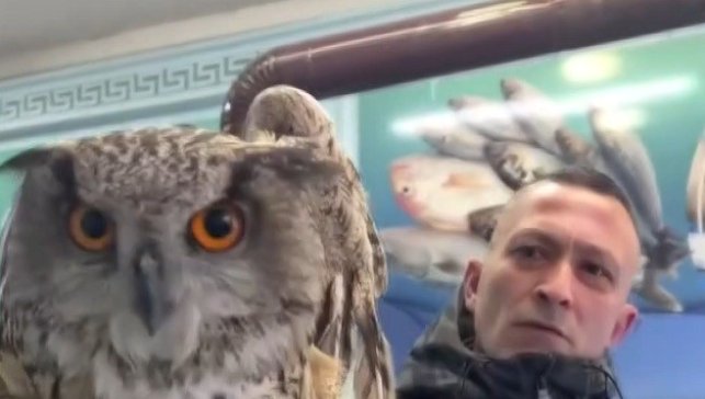 Erzincan'da soğuktan bitkin düşen baykuş vatandaşların duyarlılığıyla kurtarıldı