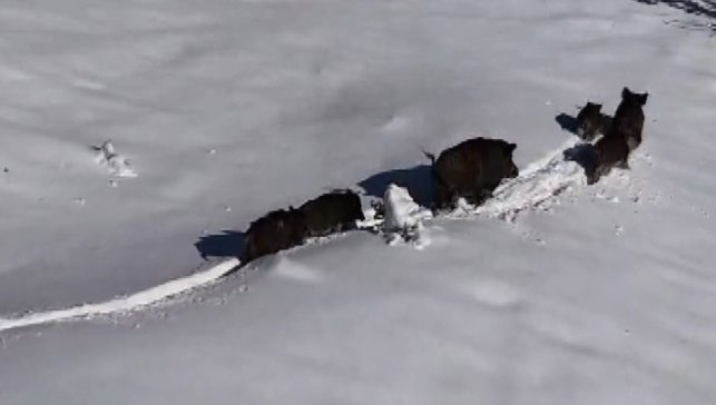 Karlı arazide ilerleyen domuz sürüsü havadan görüntülendi