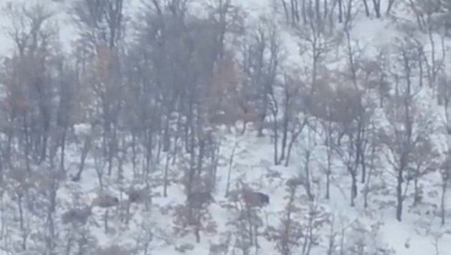 Malatya'da aç kalan domuz ve kurtlar, yerleşim yerlerine indi