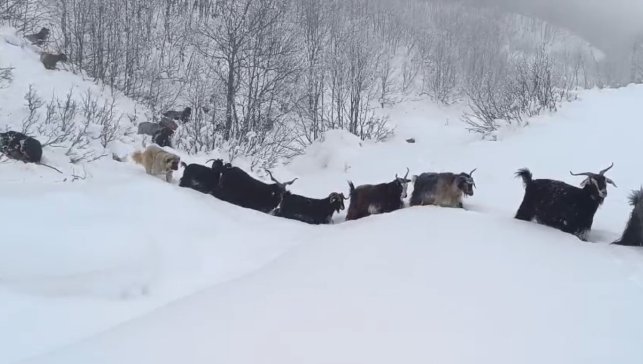Yaban domuzunun saldırısına uğrayan çoban kameraya yansıdı
