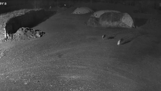 Kars'ta kurtlar köpeği götürdü