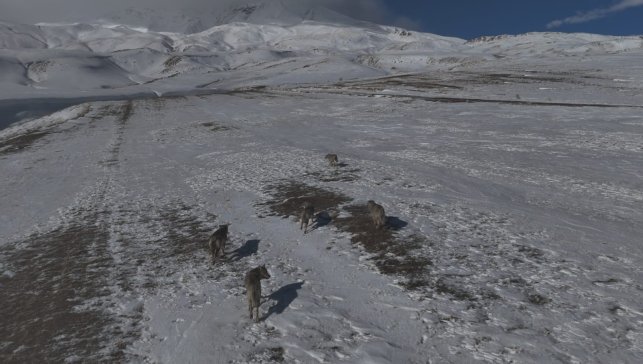 Aydınlar beldesinde kurt sürüsü görüntülendi