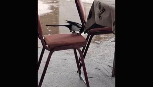 Kahvede oyun değil, saksağanın zekâsı izleniyor