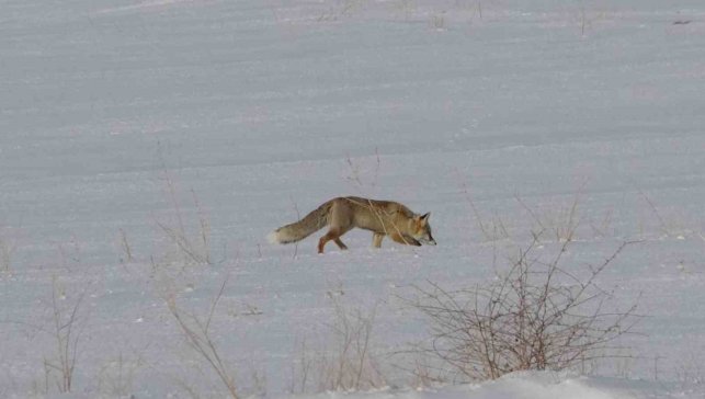 Van'da tilkilerin kar altındaki fare avı görüntülendi