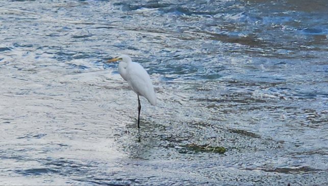 Tohma Çayı'nı mesken tutan balıkçıl kuşu ilgi görüyor