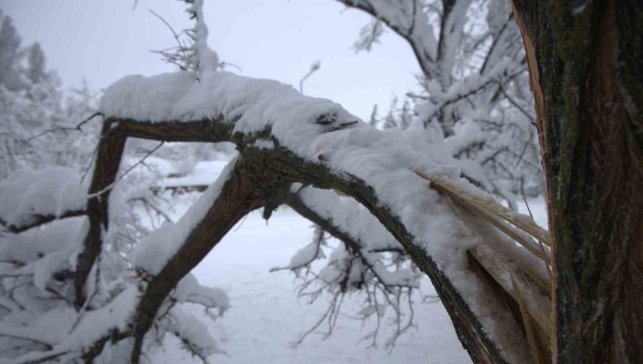 Yoğun kar yağışı Harput'ta çok sayıda ağacın dallarını kırdı