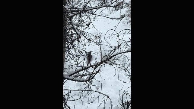 Tunceli'de beyaz örtü üzerinde nadir anlar: Nesli tehlike altındaki su samuru kamerada