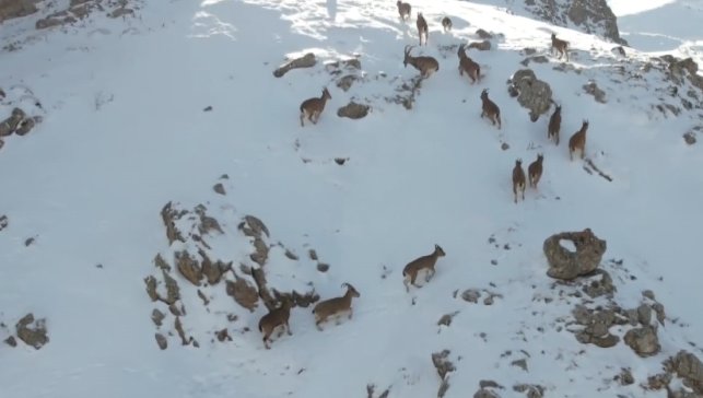 Erzincan'da dağ keçileri karlı arazide yiyecek ararken görüntülendi