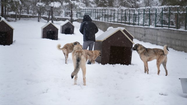 Malatya'da sahipsiz hayvanlar için yapılan barınak hizmete başladı