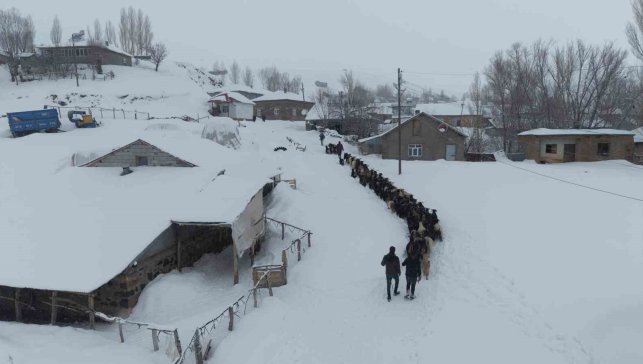 Keçi sürüsü 4 saatlik zorlu yolculukla köye ulaştırıldı