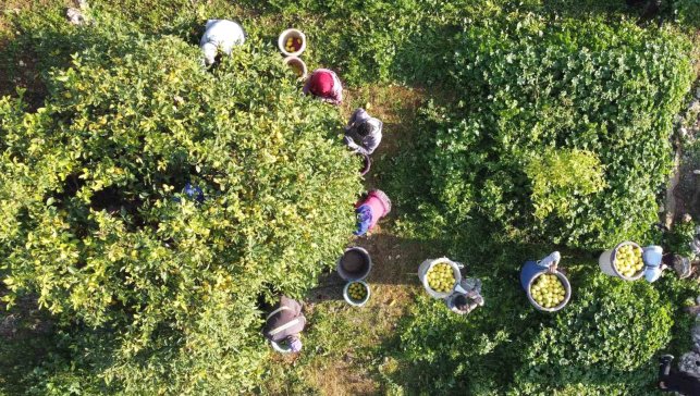 Tarım-ÜFE yıllık yüzde 36,01 arttı