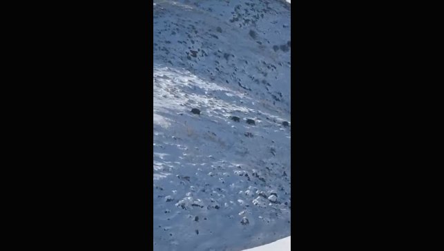 Kars'ta aç kalan yaban domuzları yerleşim yerlerine indi