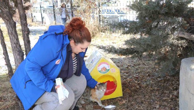 Sokak kedileri unutulmadı