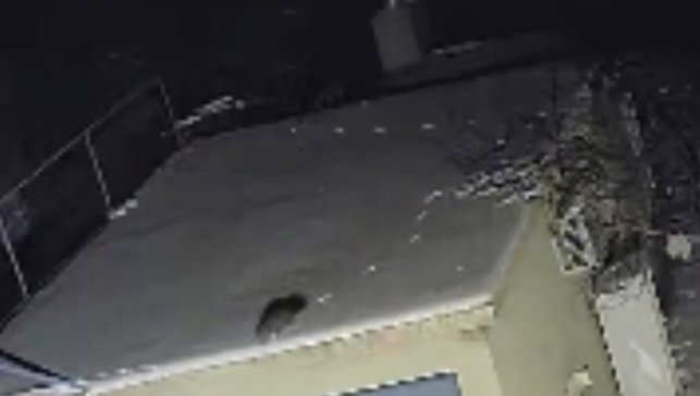 Nesli tükenme tehlikesi altında olan sansar görüntülendi