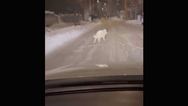 Patnos ilçe merkezinde kurt görüldü