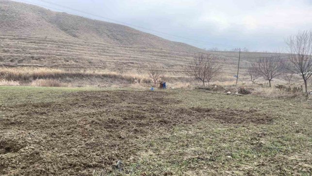 Elazığ'da domuzlar ekili 10 dönüm araziyi talan etti