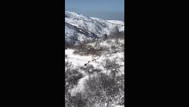 Elazığ'da domuz sürüsü görüldü