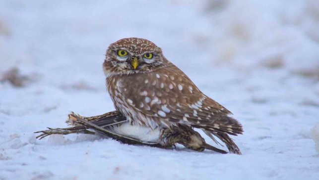 Doğada hayatta kalma mücadelesi