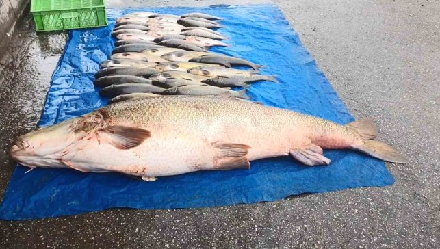 Elazığ'da 52 kilogram ağırlığında turna yakalandı