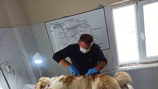 Kurdun saldırısına uğrayan köpek yaralandı