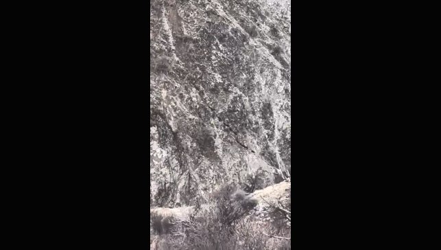 Elazığ'da domuz sürüsü görüntülendi