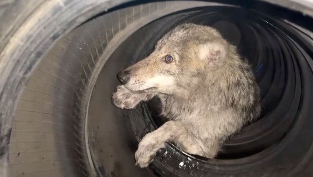 Lastikçiye giren kurt paniğe neden oldu