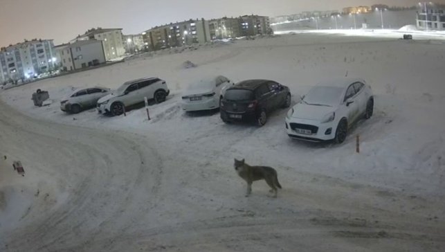 Erzurum'da kurt kent merkezine indi