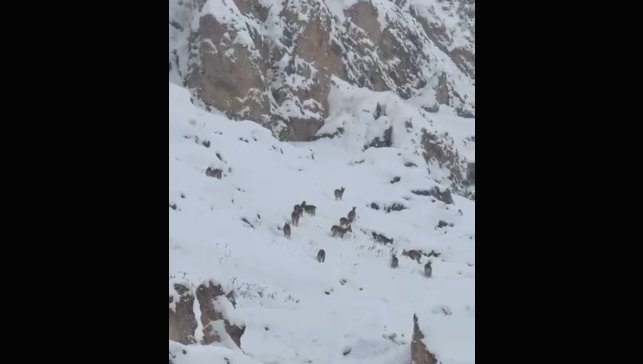 Kar üzerinde otlanan dağ keçileri sürü halinde görüntülendi